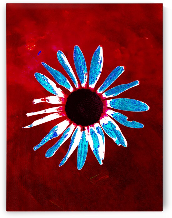 Abstract Daisy Red Abstract Background by Catriona Roberts Nature Photography and Designs