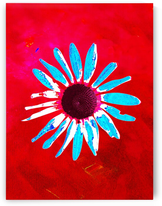 Abstract Daisy Blue Petals by Catriona Roberts Nature Photography and Designs