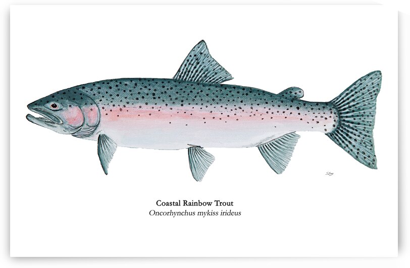 Coastal Steelhead Painting by Stephen Emms