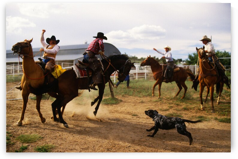 Wild Horse Busting by Michael W Rutherford