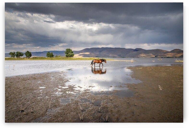 Lonely Solo Wild Horse by Evan Petty Photography