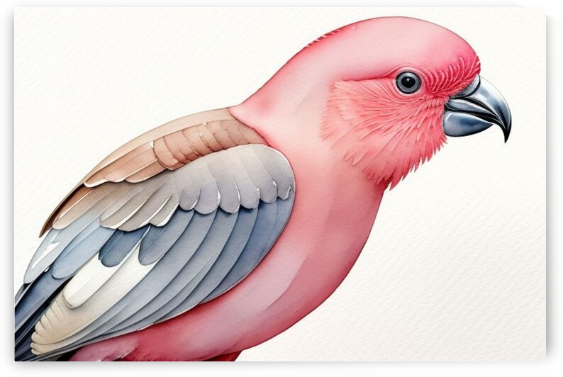 Galah with a White Background by Dan Santay