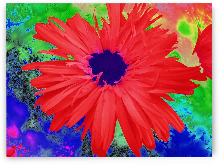 Abstract Psychedelic Daisy by Catriona Roberts Nature Photography and Designs