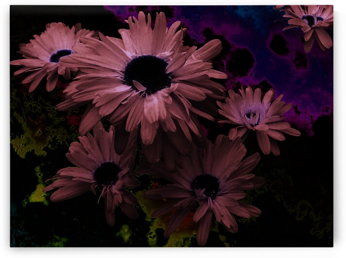 Abstract Deep Purple Daises  by Catriona Roberts Nature Photography and Designs