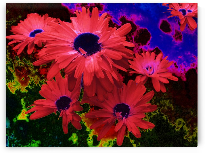 Abstract Red Daises by Catriona Roberts Nature Photography and Designs