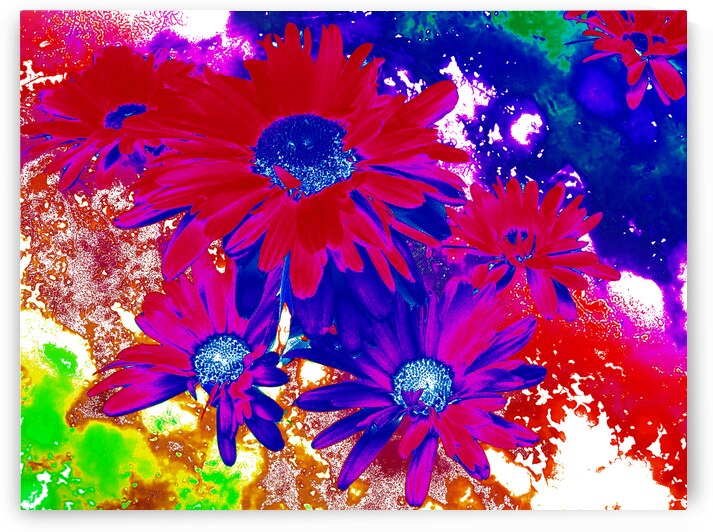 Abstract Bright Vibrant Daises  by Catriona Roberts Nature Photography and Designs
