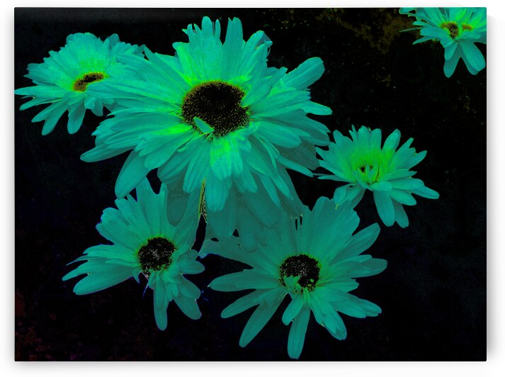 Abstract Green and Blue Daises by Catriona Roberts Nature Photography and Designs
