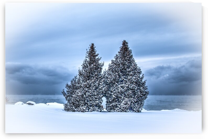 Frigid Trees by Eden Remme Watt