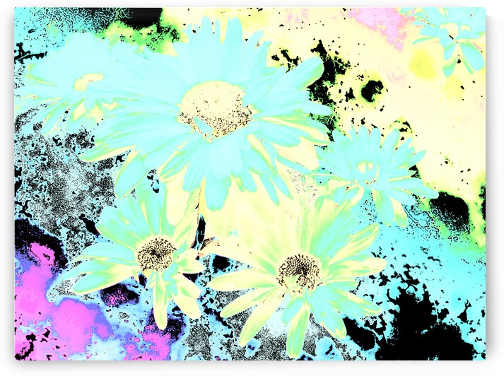 Abstract Brightly Coloured Daises by Catriona Roberts Nature Photography and Designs