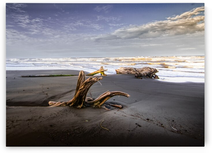 Cahuita Black Sand Beach Driftwood by Norma Brandsberg Photography