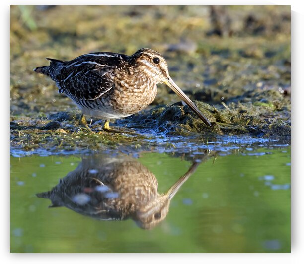 Wilsons Snipe 1 by Steve Gass
