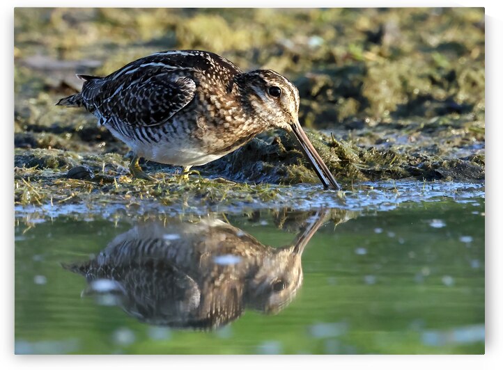 Wilsons Snipe 2 by Steve Gass