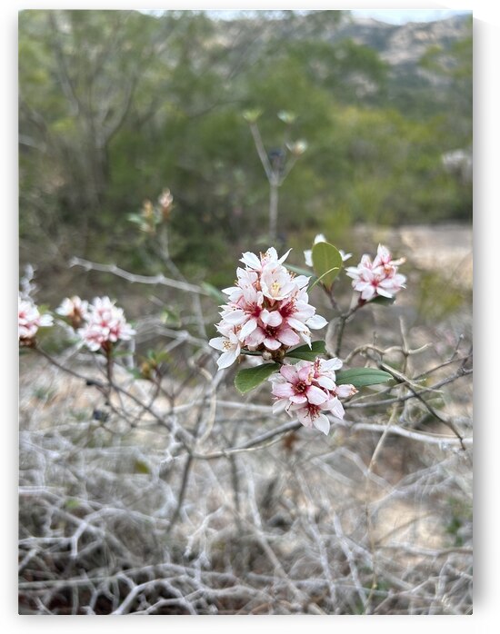Resilience in Bloom A Pink Flower on Withered Branches by Miyudesigner