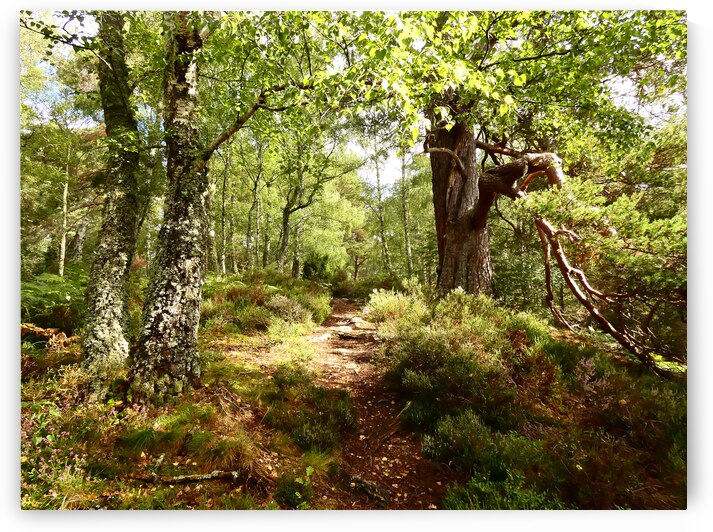 A Walk Through the Scottish Highlands  by Catriona Roberts Nature Photography and Designs