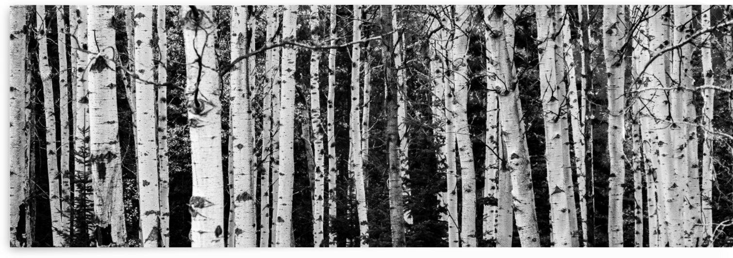 Birch Tree Forest by Dave Therrien