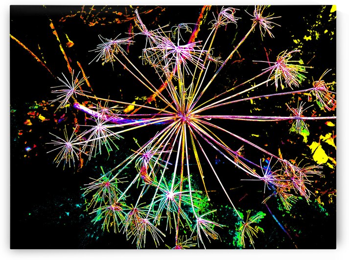  Abstract Colourful Angelica in the Evening by Catriona Roberts Nature Photography and Designs
