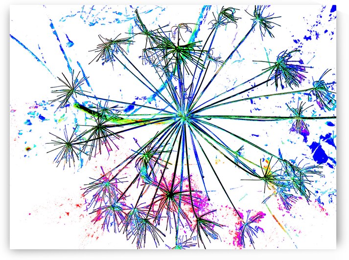 Abstract Colourful Angelica in the Morning by Catriona Roberts Nature Photography and Designs