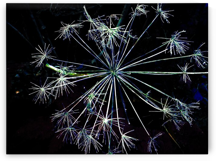 Angelica in the Evening  by Catriona Roberts Nature Photography and Designs