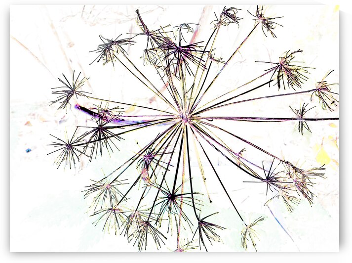 Angelica in the Morning  by Catriona Roberts Nature Photography and Designs