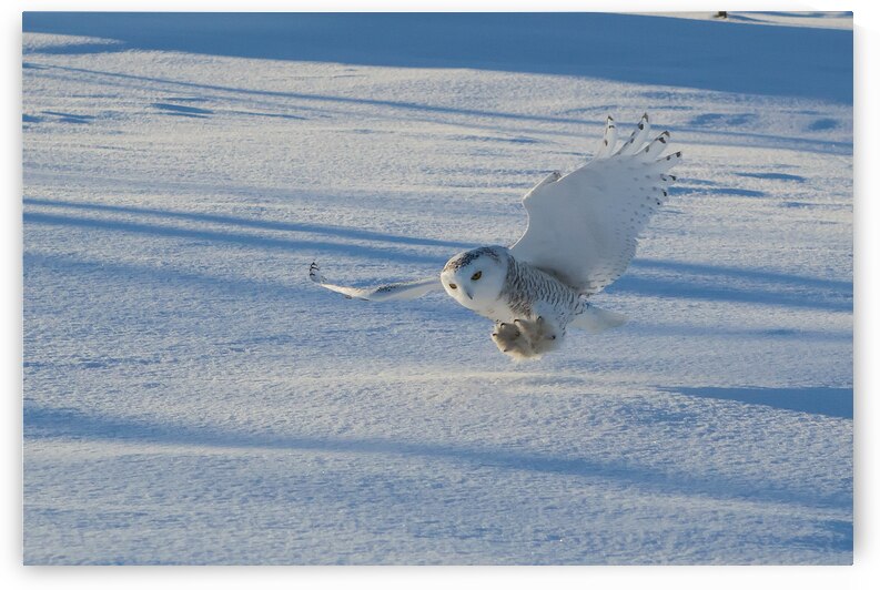 17 108 - Harfang des neiges by Martin Bernier
