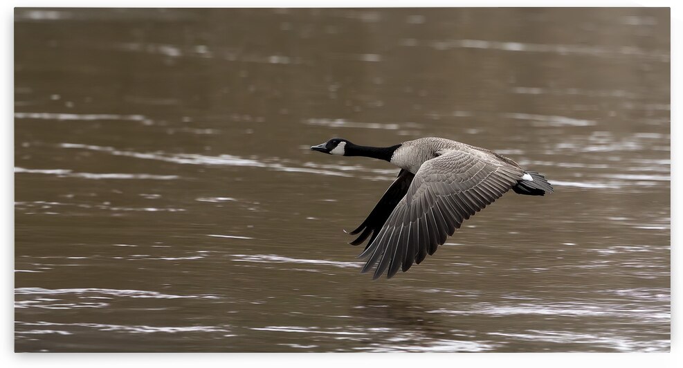 17 151 bernaches by Martin Bernier