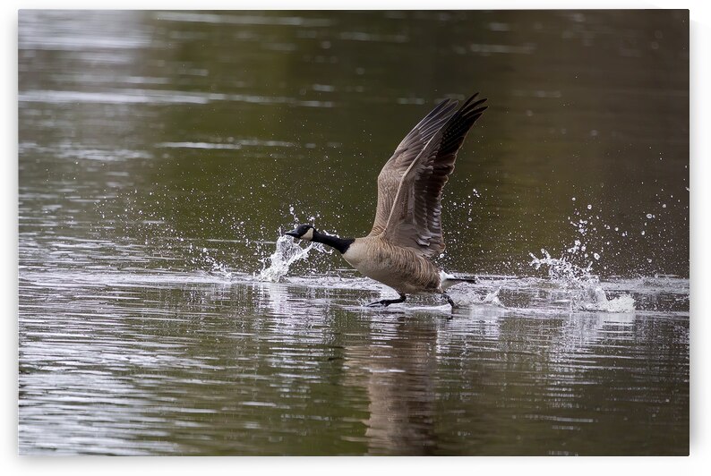 17 150 bernaches by Martin Bernier