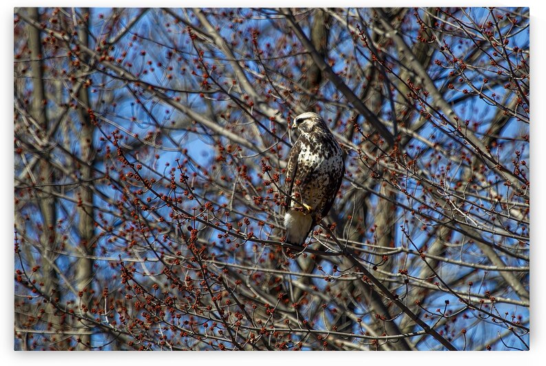 17 149 Buse by Martin Bernier