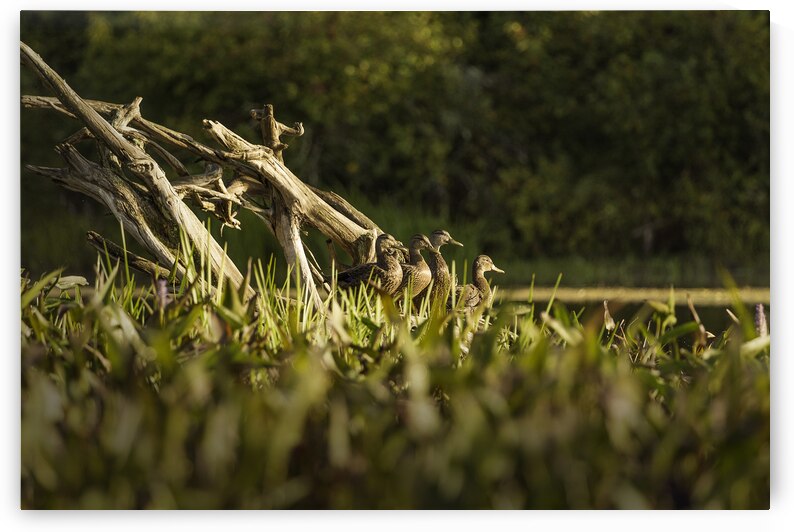 17 141 Canards by Martin Bernier