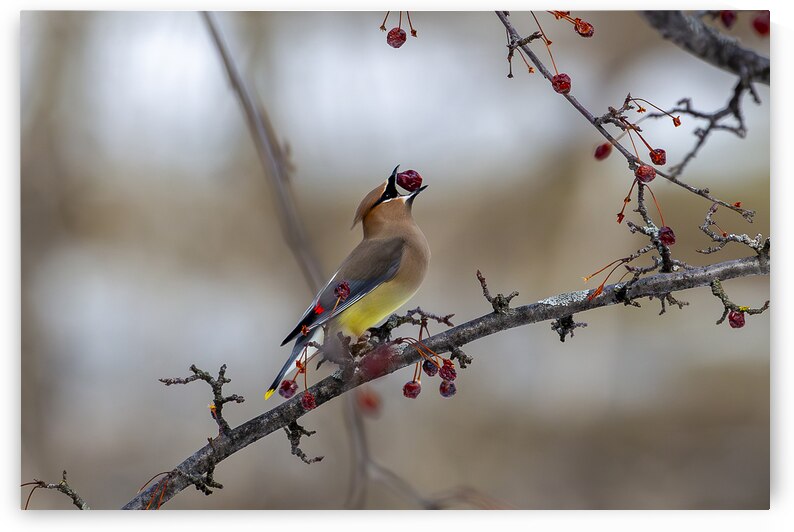 17 146 Jaseur d amerique by Martin Bernier