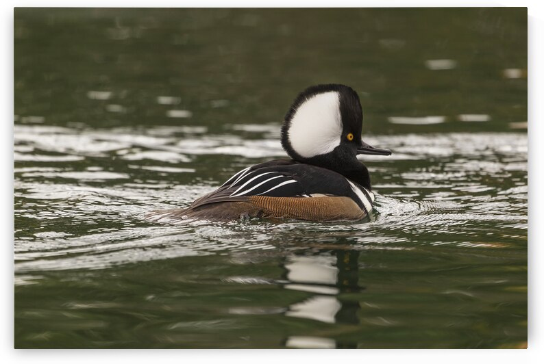 17 143 Harle couronne by Martin Bernier