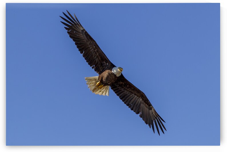 17 147 Aigle pygargue a tete blanche by Martin Bernier