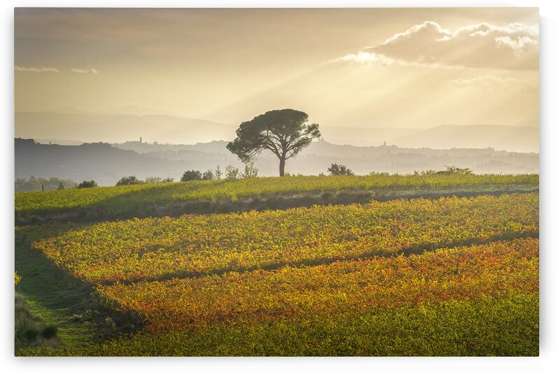 Stone pine and vineyards of Chianti by Stefano Orazzini