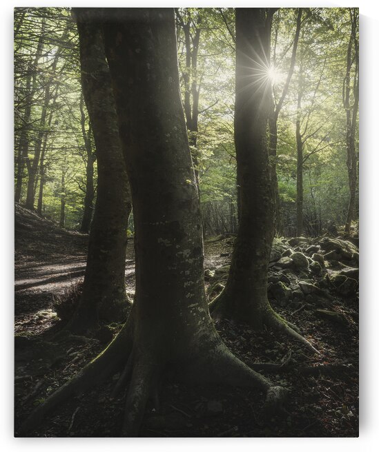 Three trees in the forest by Stefano Orazzini