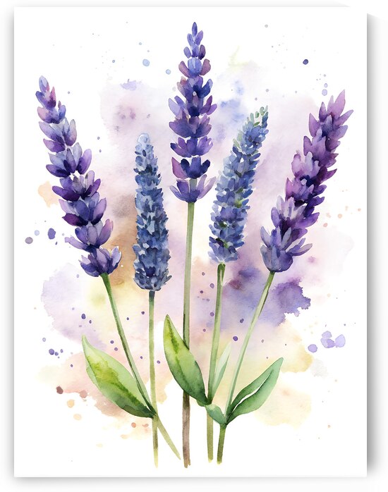 Watercolor Painting of Lavender Stalks on a White Background by Media8