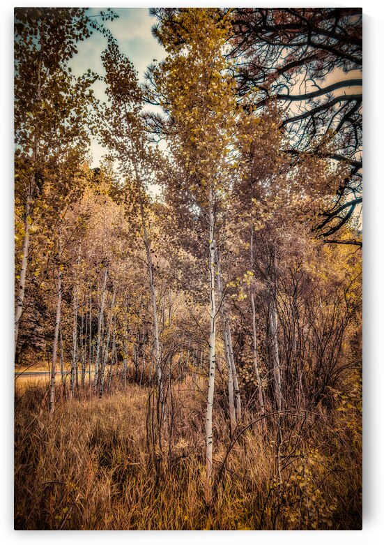 Serenade of Fall Foliage by Dream World Images