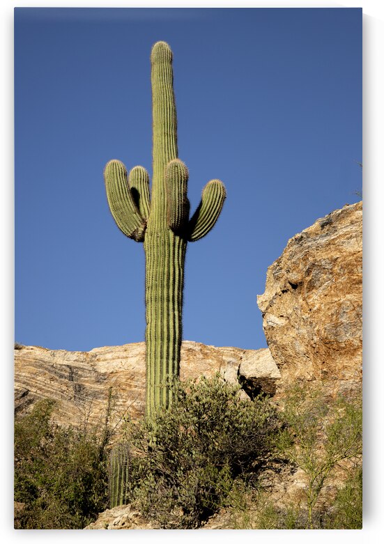 Proud Saguaro - Saguaro National Park - Tucson Arizona by Mike Lee