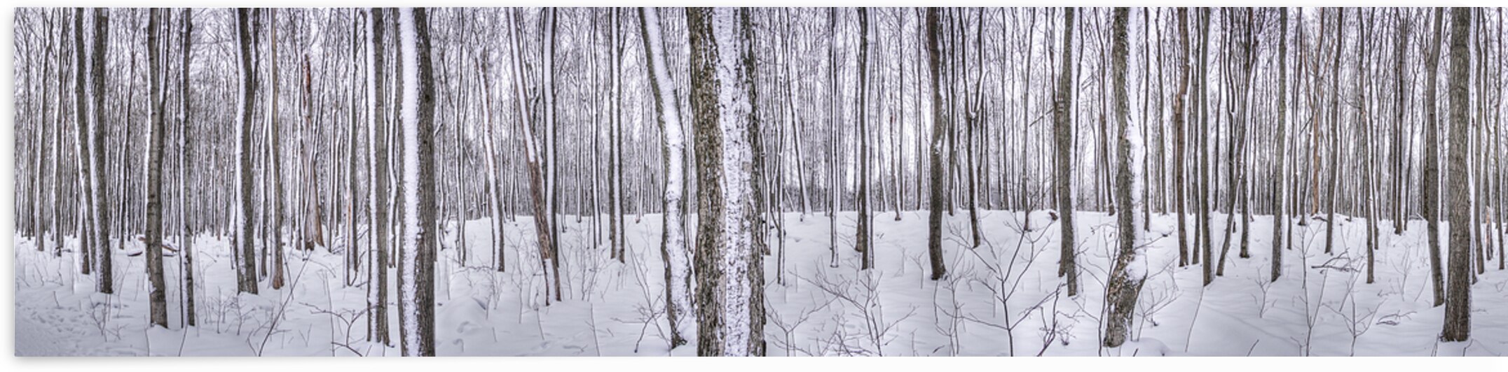 Winter Trees by Eden Remme Watt