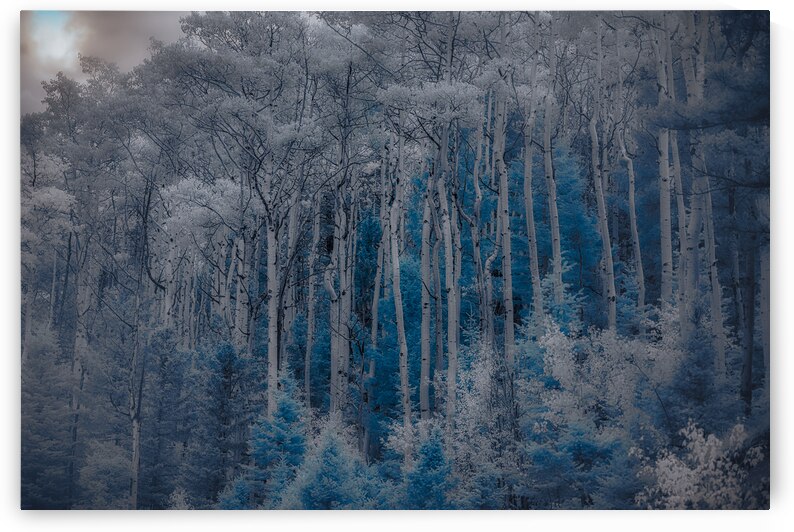Ethereal Blue Amidst Monochrome Forest by Dream World Images
