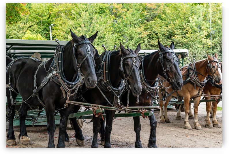 Teams of Horses by Pisarek Photography