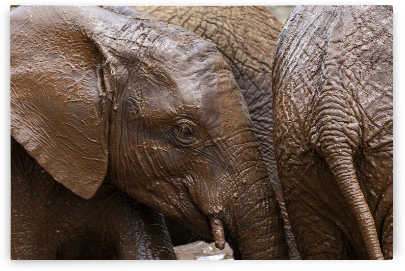 Orphaned elephants rehab center Sheldrick wildlife by Randy Roy Photography