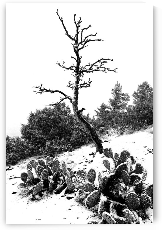 Desert Resilience in Black and White: Sedona Arizona by Shallowshark