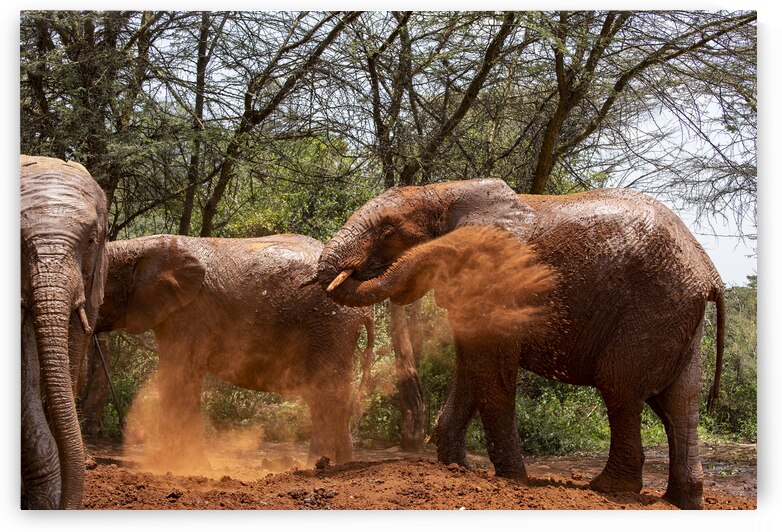 Orphaned elephants rehab center Sheldrick wildlife by Randy Roy Photography