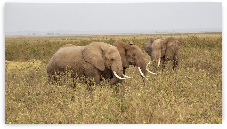 African Elephants Amboseli National Park Kenya by Randy Roy Photography