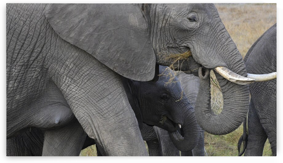 African grey elephants Amboseli National Park Kenya by Randy Roy Photography