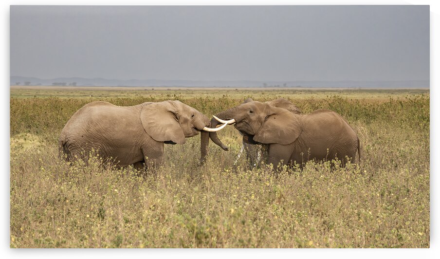 African elephant Amboseli National Park Kenya by Randy Roy Photography