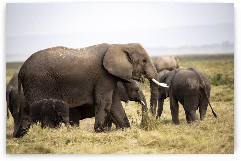 African elephants Amboseli National Park Kenya by Randy Roy Photography