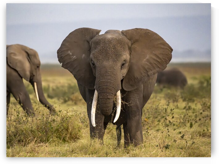African elephant Amboseli National Park Kenya by Randy Roy Photography