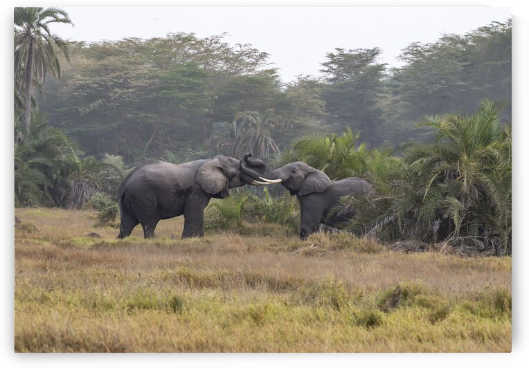  Elephants Amboseli National Park Kenya by Randy Roy Photography