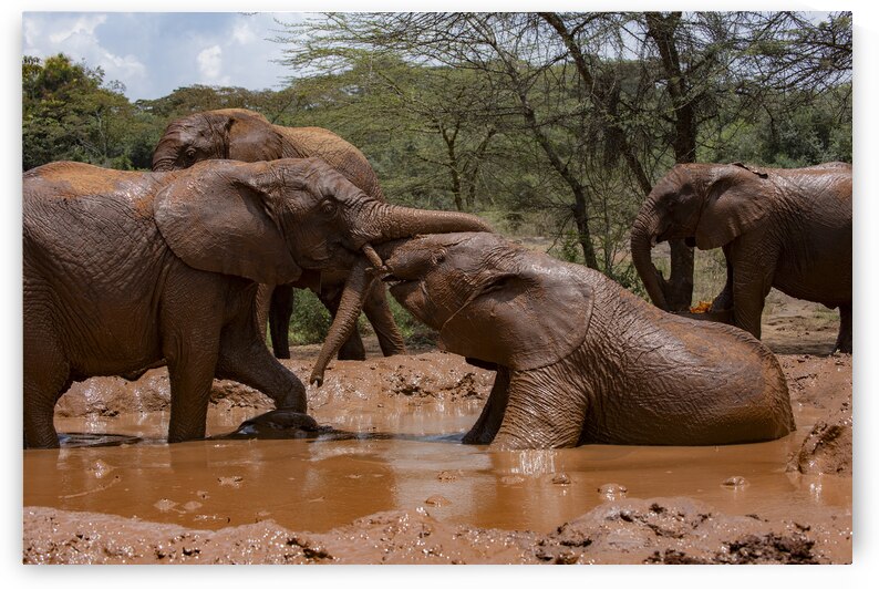 Orphaned elephants rehab center Sheldrick wildlife by Randy Roy Photography