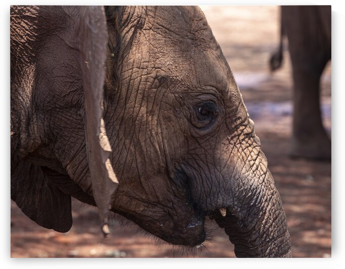 Orphaned elephants rehab center Sheldrick wildlife by Randy Roy Photography